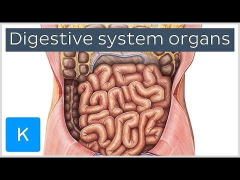 Organs of the Digestive System (preview) - Human Anatomy | Kenhub