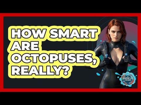 How Smart Are Octopuses, Really? - The Marine Life Explorer