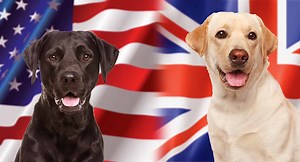 English vs American Labrador - What’s the Difference?