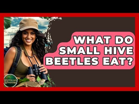 What Do Small Hive Beetles Eat? - Reptilian Wonders