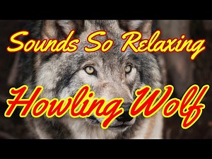 Sounds So Relaxing: Howling Wolf * 1 Hour *