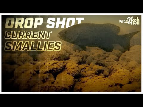 Drop Shot Rig for Smallmouth Bass in Current