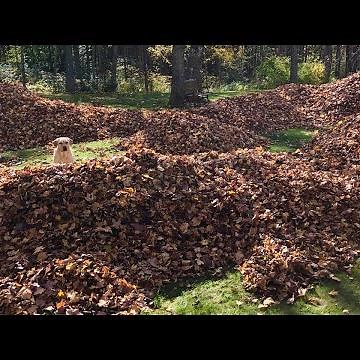 60 Seconds of Stella Leaf Jumps