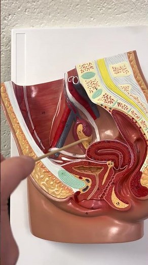 Female Reproductive System Anatomy (deeper structures)