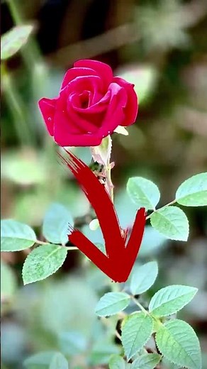 Easy Step - by - step guide: How to Deadhead Roses for More Blooms!