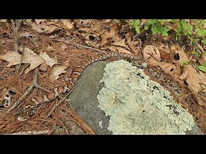 Eastern Milk Snake Encounter!