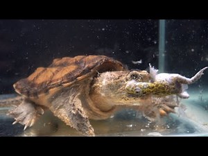 Snapping turtle eats African bullfrog