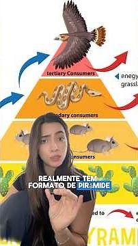 What Are Ecological Pyramids? Energy, Biomass, and Number Explained in an Easy Way!