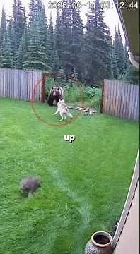 This Wolf Protected Her Baby From a Grizzly Bear 😱