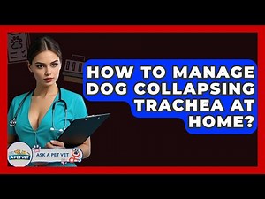 How To Manage Dog Collapsing Trachea At Home? - Ask A Pet Vet
