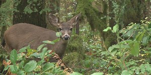 Hunting licenses now available for Minnesota deer season