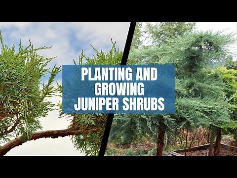 Juniper Shrubs: A Comprehensive Guide on Planting and Growing Juniper Shrubs