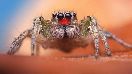 How jumping spiders' senses capture a world beyond our perception | Science News