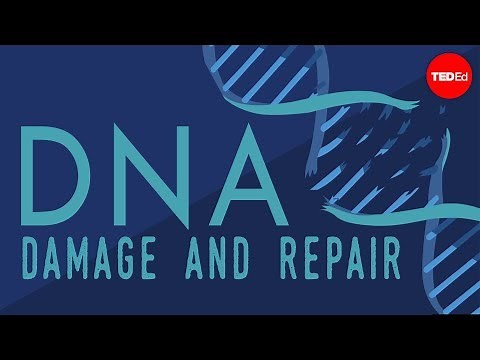 What happens when your DNA is damaged? - Monica Menesini