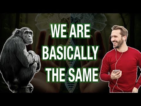 Humans and Chimps: Basically the Same, Except We Have Wi-Fi and Existential Dread