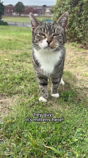 Mittens 2015–2026: Remembering a Cat Who Loved the Outdoors