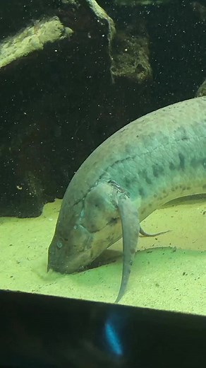 37K views · 408 reactions | 100cm (+) full size African lungfish (Protopterus annectens) #lungfish #oliverknott #aquascape #aquarium #aquascaping #aquariumhobby #aquariumtank #aquariums #akvaryum #aquariumfish #instafish #tropicalfish #aquatic #aquaticlife #fishtank #fishkeeping #freshwaterfish #freshwater #aquaticplants #natureaquarium #aquazoo #düsseldorf | Oliver Knott | Facebook