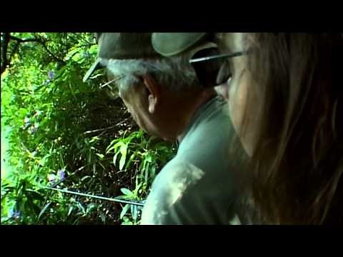 Catching The Impossible Trailer 1 - Searching for Gold