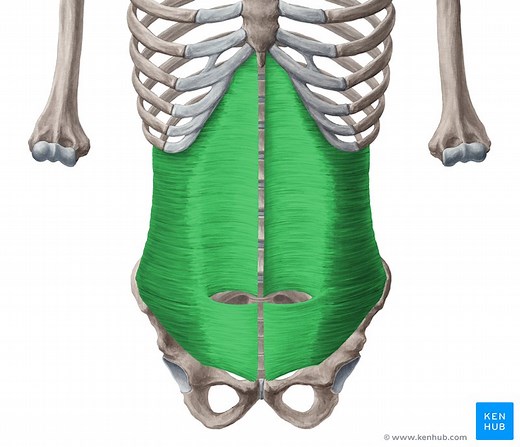 Transversus abdominis muscle