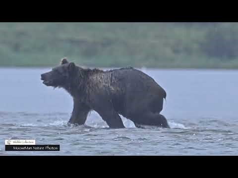 WOLVES FISHING WITH BEARS #moose #alaska #wildlife