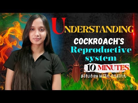 Reproductive system of Cockroach |NEET| MHCET |Biology with Hasina
