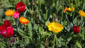 Runny or blocked nose? Sneezing, coughing, itchy throat, watery eyes? It could be hay fever. The severity of your hay fever symptoms can vary between years. If you get hay fever, check out ways to manage it here: www.healthdirect.gov.au/hay-fever-prevention | Australian Government Department of Health, Disability and Ageing | Facebook