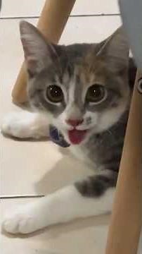 This Cat Thinks He’s a Dog 😂