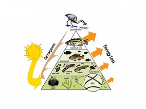 Energy Pyramid In An Ecosystem