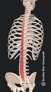Multifidus Muscle: Anatomy 1. Location and Structure: • Sacral Region: The multifidus originates from the posterior surface of the sacrum, the posterior superior iliac spine (PSIS), the aponeurosis of the erector spinae, and the posterior sacroiliac ligament. • Lumbar Region: It attaches to the mammillary processes of the lumbar vertebrae. • Thoracic Region: It originates from the transverse processes of the thoracic vertebrae. • Cervical Region: In the cervical spine, it attaches to the articul