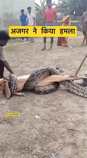 Python Attacks a Sleeping Goat