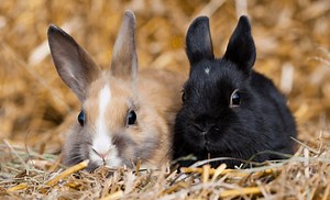 Top 10 Dwarf Rabbit Breeds (That Stay Small Forever)