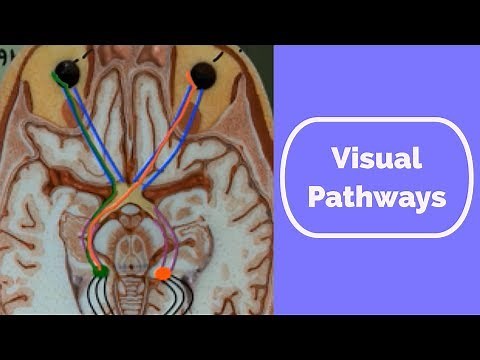 Visual Pathways