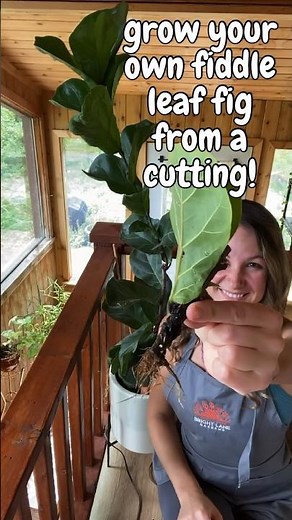 Easily a new fiddle leaf fig from a cutting! Check out the full step-by-step guide on our channel.