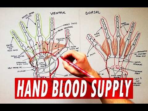 Arterial palmar arches | Hand blood supply - Anatomy Tutorial