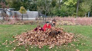 Happy #Fall! After setting up the first event of the 2019 Bump in the Night series, we couldn’t resist engaging in a moment of fun. Happy weekend, everyone! | Pittsburgh Parks Conservancy | Facebook