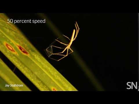 See how an ogre-faced spider catches prey in midair | Science News