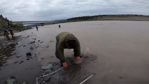American Fishermen’s Dip Net Fishing: Catching Billions of Salmon in One Season
