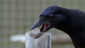 The ultimate problem solvers? A wild crow solves a puzzle in 8 parts