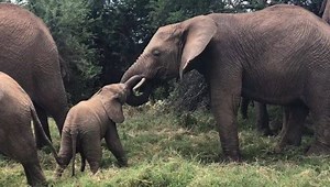 888K views · 1.3K shares | Teething problems? This curious little elephant from the Artists herd is fascinated by his older sister’s tusks and tries to gnaw on them. Typically, elephant tusks start to appear at the age of two years so very soon, he’ll have a pair of his own! Footage: David Lolchuragi / Save the Elephants #elephants #savetheelephants #tusks #teeth #play | Save the Elephants | Facebook