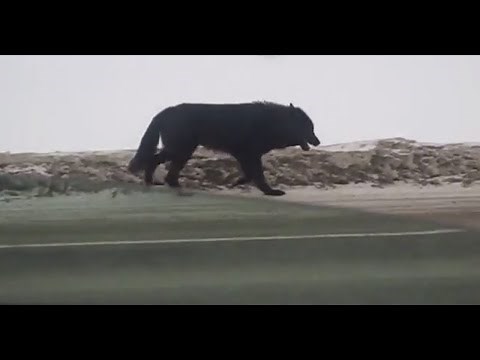 Biggest Wolves Caught on Camera 2021 Compilation - Must Watch!!