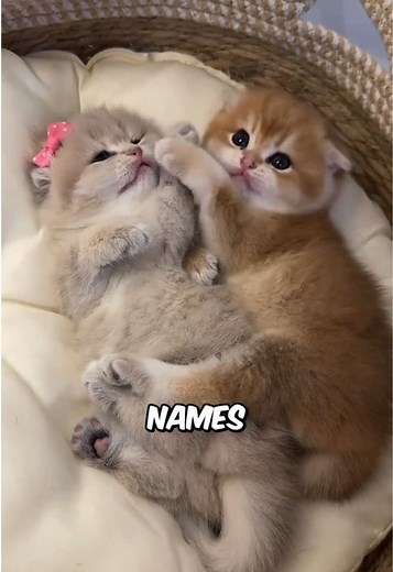 Top 5 Most Popular Cat Names for Pet Owners