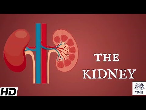 Kidneys (Anatomy): Picture and Function