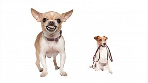 The Meaning of Dog Barks — NOVA | PBS