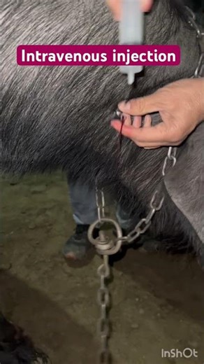 Intravenous injection l dr Umar Khan