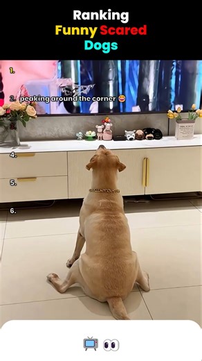 Ranking Funny Dogs Getting Scared