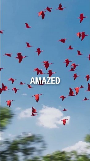 The Ultimate Birdwatching Experience!