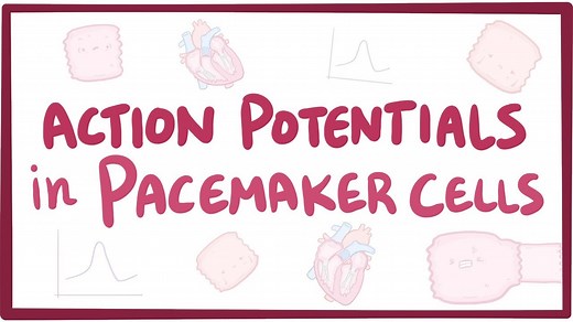 Action potentials in pacemaker cells: Video, Causes, & Meaning | Osmosis
