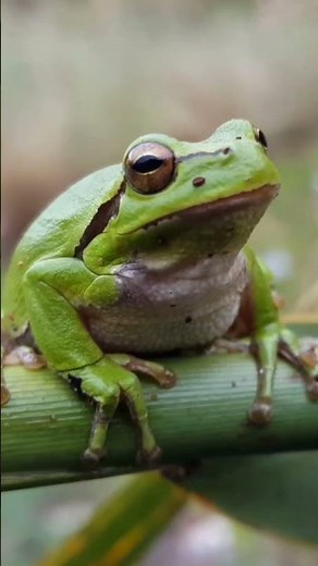 Green Tree Frog Sounds 🐸(on a Branch in Greece)