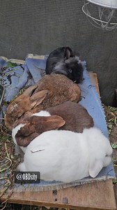 8.9K views · 845 reactions | Dottie is taste-testing the three loafs in different states of crispiness 稜䀘 #bunny #rabbit #cute #pet #kaninchen #usagi #bunnylove #kaninchenliebe #lapin #conejo #bunnylover #petoftheday | OBDsity - Bunnies in a Bun dance | Facebook