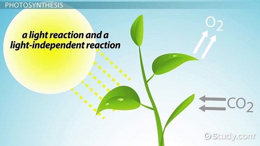 Carbon Fixation | Definition, Reaction & Photosynthesis